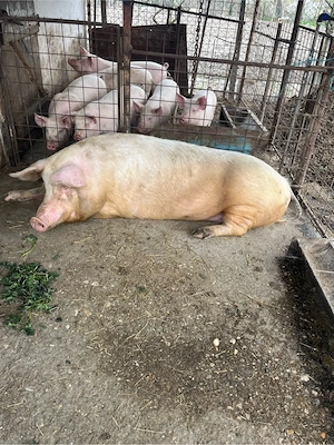 vand scroafa - imagine 4