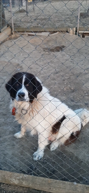 Femelă Ciobănesc de Bucovina