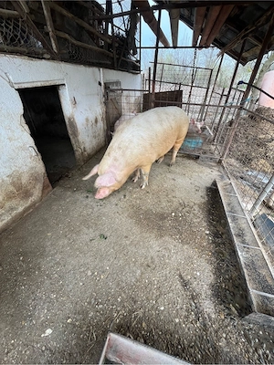 vand scroafa - imagine 2