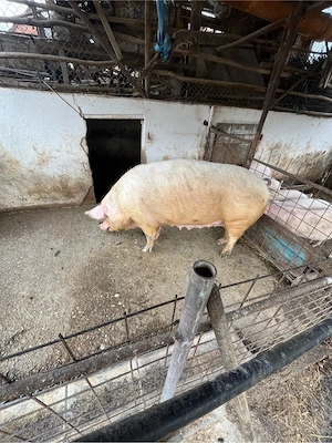 vand scroafa - imagine 3