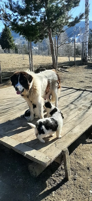 Femelă Ciobănesc de Bucovina - imagine 4