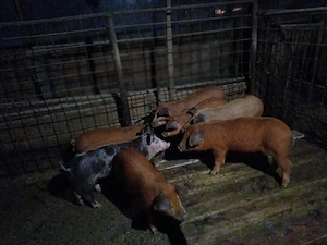 Vind 8 purcei duroc foarte frumosi. - imagine 2