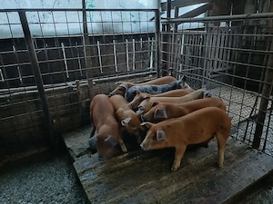 Vind 8 purcei duroc foarte frumosi.