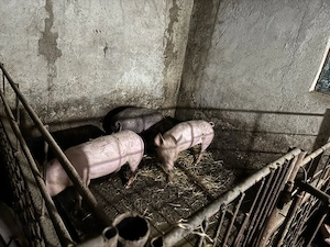 Porci de vanzare - imagine 5