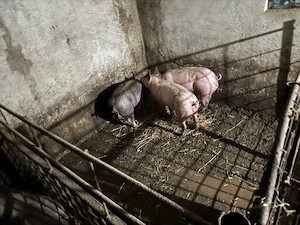 Porci de vanzare - imagine 3