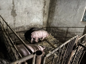 Porci de vanzare - imagine 4