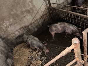 Porci de vanzare - imagine 2