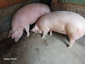 De vânzare: porc de casă ( Scrofiță) 