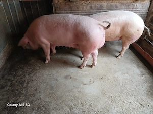 De vânzare: porc de casă ( Scrofiță)  - imagine 2