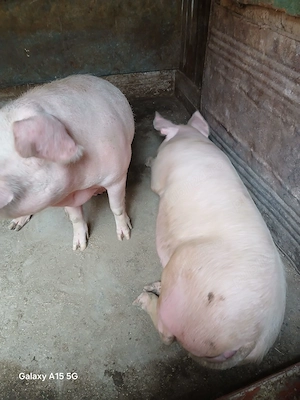 De vânzare: porc de casă ( Scrofiță)  - imagine 3