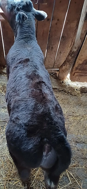 Vand vitel angus - imagine 2