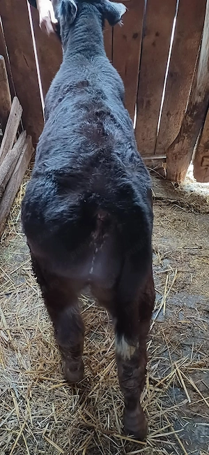 Vand vitel angus - imagine 3