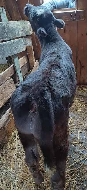 Vand vitel angus - imagine 4