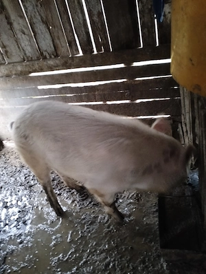 Vând porc aproximativ 110kg - imagine 2