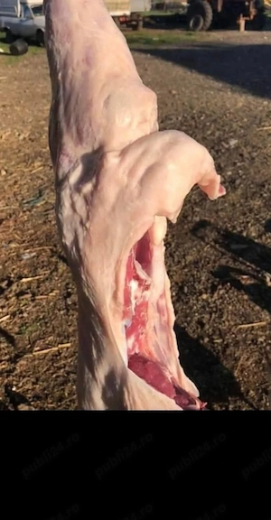 Vând miei crescuți natural 