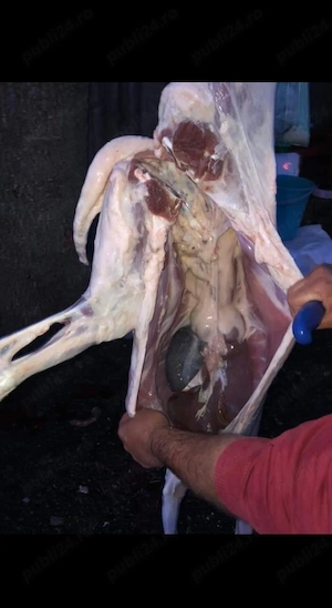 Vând miei crescuți natural  - imagine 3