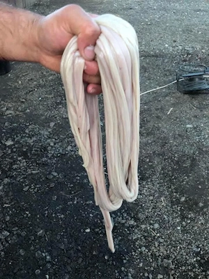 Vând miei crescuți natural  - imagine 4