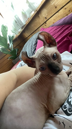 Pui pisica sfinx elf 