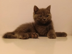 pisici british 7 saptamani - imagine 2