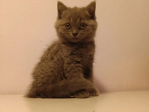 pisici british 7 saptamani - imagine 4