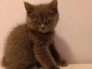 pisici british 7 saptamani - imagine 5