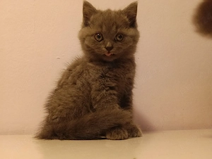 pisici british 7 saptamani - imagine 3