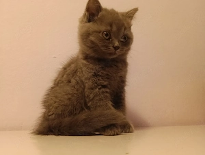 pisici british 7 saptamani