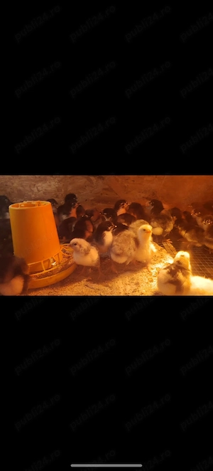 Pui australorp negru albastru și splash  - imagine 4