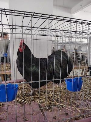 Pui australorp negru albastru și splash  - imagine 5