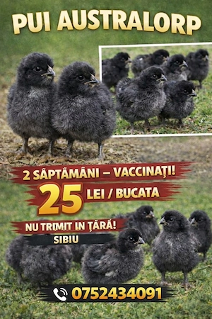 Pui australorp negru albastru și splash  - imagine 2