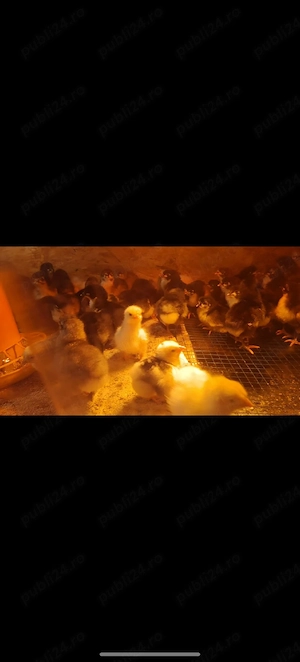 Pui australorp negru albastru și splash  - imagine 3