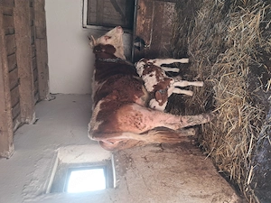 Vaca la a doua fatare cu vițea  - imagine 3