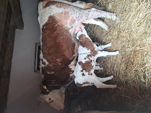 Vaca la a doua fatare cu vițea  - imagine 2