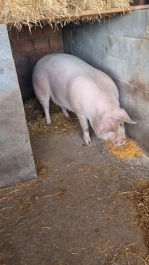 Vand Scroafa tanara pentru Sacrificat - imagine 2