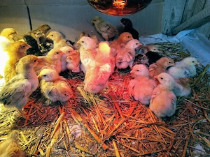 Pui de gaina romanesti de tara - 10-12 zile - imagine 2