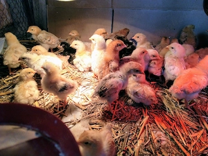 Pui de gaina romanesti de tara - 10-12 zile