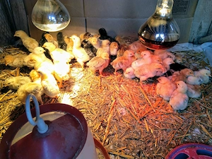 Pui de gaina romanesti de tara - 10-12 zile - imagine 8