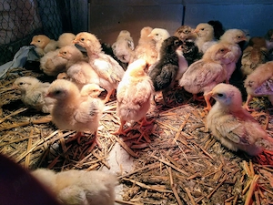 Pui de gaina romanesti de tara - 10-12 zile - imagine 3