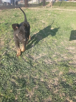 Masculul ciobanesc belgian malinois 