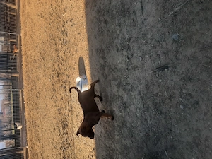 Masculul ciobanesc belgian malinois 