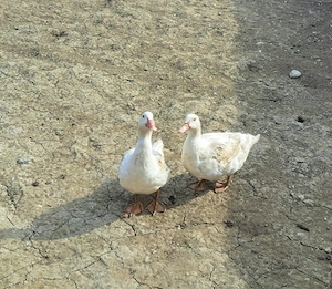 Vand 2 rate crescute natural