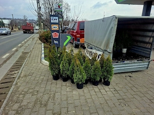 Tuia Smaragd 80  95  100cm 