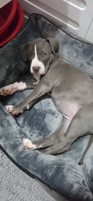 Vand pui Amstaff rasa pura cu Pedigree de 2 luni si jumatate  - imagine 4