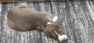 Vand pui Amstaff rasa pura cu Pedigree de 2 luni si jumatate  - imagine 2