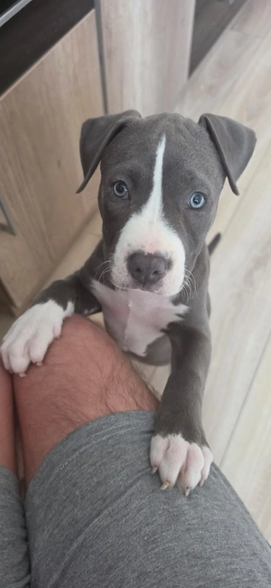 Vand pui Amstaff rasa pura cu Pedigree de 2 luni si jumatate  - imagine 3