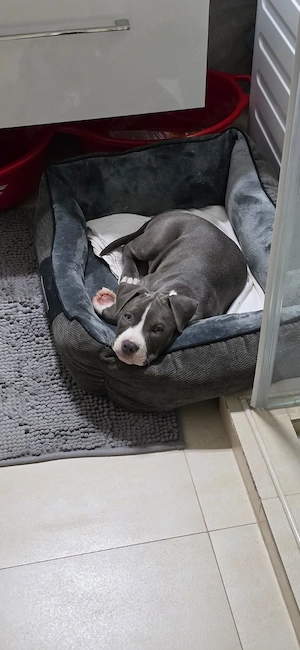 Vand pui Amstaff rasa pura cu Pedigree de 2 luni si jumatate  - imagine 5