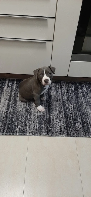 Vand pui Amstaff rasa pura cu Pedigree de 2 luni si jumatate 