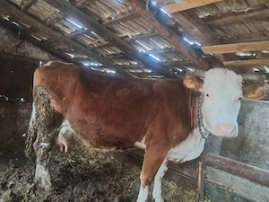 Vând vacă gestantă  - imagine 4