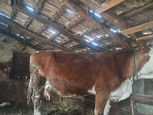 Vând vacă gestantă  - imagine 3