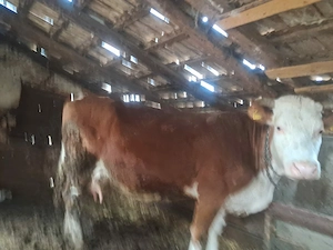 Vând vacă gestantă  - imagine 2